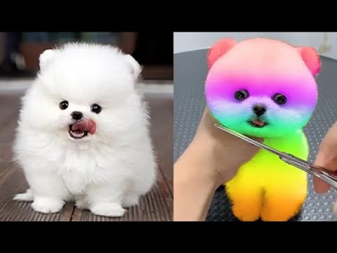 Funny and Cute Pomeranian Videos #1|Cutest Puppies