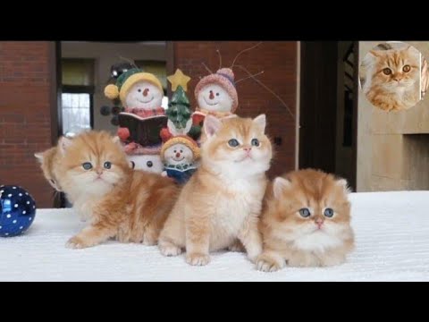 Funny animals : cute♥️cats😺 and funny 😂 cat 😺 vedio 2022💥parte 7