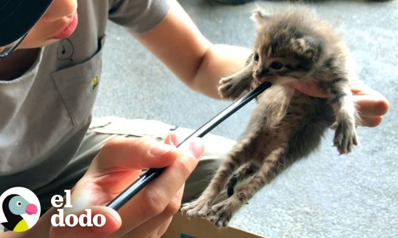 Gatito abandonado en una caja ahora tiene una novia | Cat Crazy | El Dodo