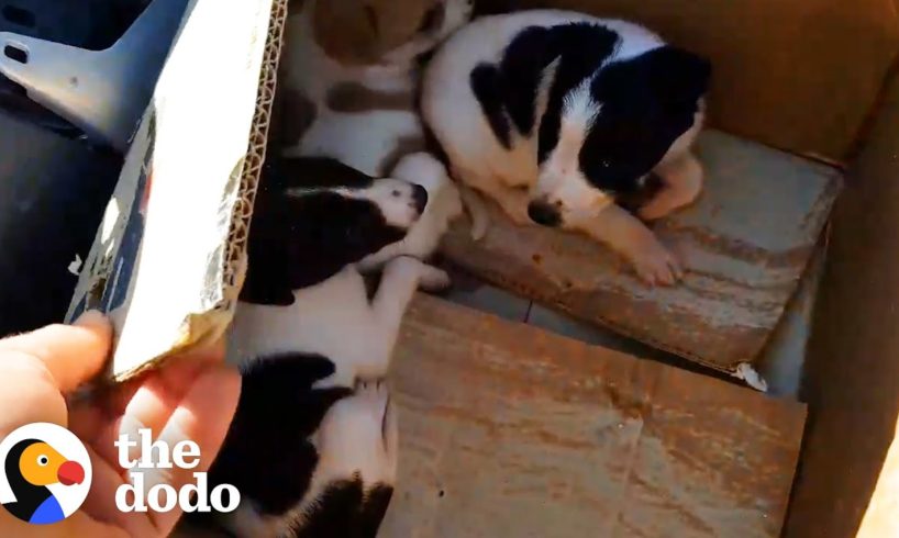 Guy Finds Three Adorable Puppies Abandoned In A Box | The Dodo