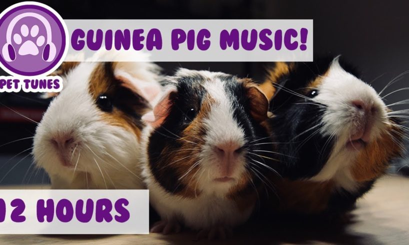 How to Cure Anxiety and Depression in Guinea Pigs! Our Longest Video Yet! Help Calm My Guinea Pig!