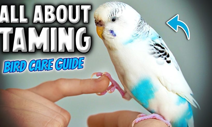 How to Tame & Take Care of Your Pet Bird | Parakeet Budgie Compilation