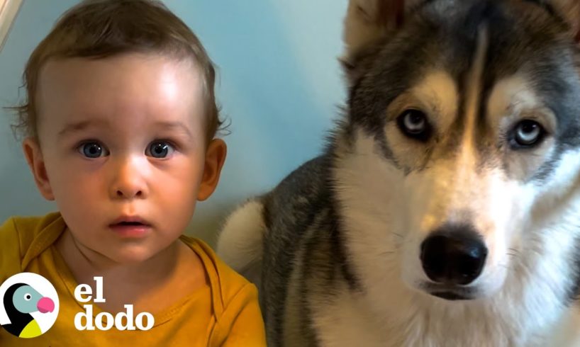 Husky espera junto a la barriga de mamá para conocer a su hermanito | Almas Gemelas | El Dodo