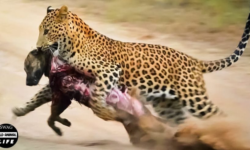 Injured Dog Fights With The Wrong Leopard And Tragic Ending? | Wild Animals