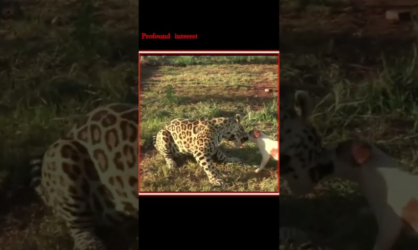 Jaguar playing with dog | jaguar vs dog #shorts #animals #wildlife #dog #jaguar