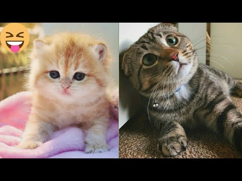 Kitten to Cat in seconds😹#47 | Viral Clips | Soo Animals | #viral #tranding #popular #shorts#animals