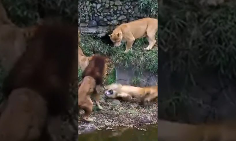 LIONS FIGHTING FOR TERRITORY #shorts #animals #lion