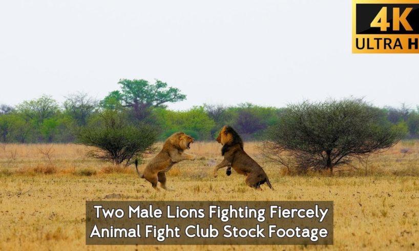 Lions Fighting I Wild Predator I Animal Fight Stock Footage I No Copyright