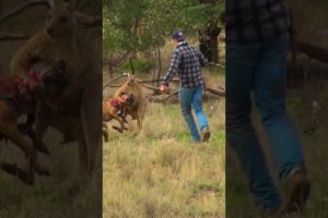 Man Rescues Dog From Fierce Kangaroo!