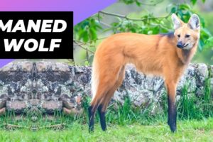 Maned Wolf 🦊 One Of The Rarest Animals In The Wild #shorts