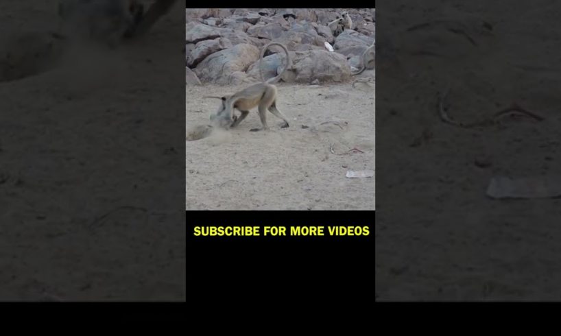 Monkey playing || #shorts #monkeyvideos #viral #viralshorts #animals #feedingmonkey #monkey