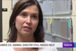 More than 500 animals rescued during KHOU Adopt-A-Thon