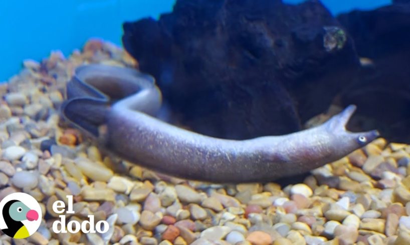 Mujer rescata a esta anguila que estaba nadando boca abajo en una tienda de mascotas | El Dodo