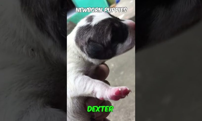 NEWBORN PUPPIES | CUTEST PUPPIES | #short