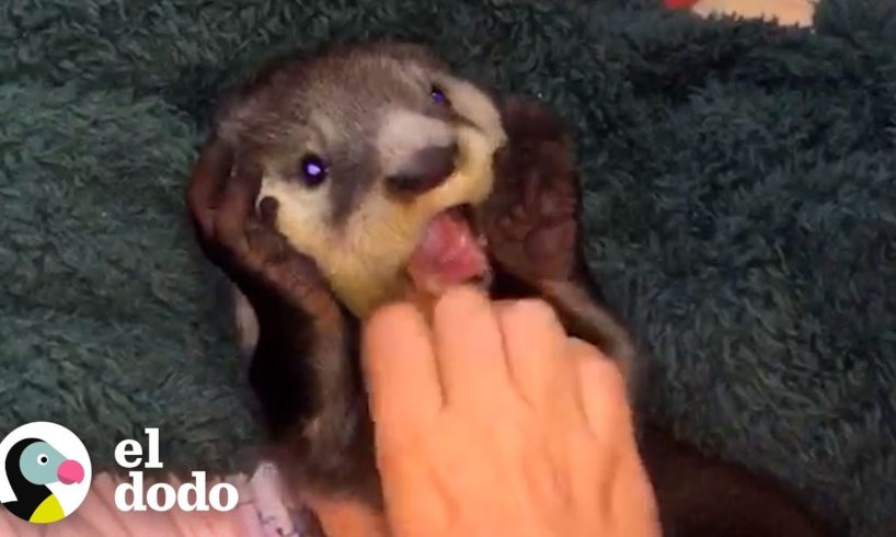 Nutria bebé huérfana sigue a los niños desde el río | Corazones Salvajes | El Dodo