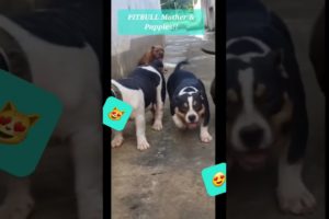 🙀😻!!PITBULL Mother & cutest Puppies🐶 #shorts #pitbullpuppy  #youtubeshorts