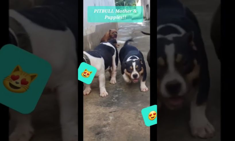 🙀😻!!PITBULL Mother & cutest Puppies🐶 #shorts #pitbullpuppy  #youtubeshorts