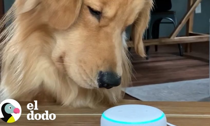 Perro descubre los sonidos de otros animales con Alexa | El Dodo