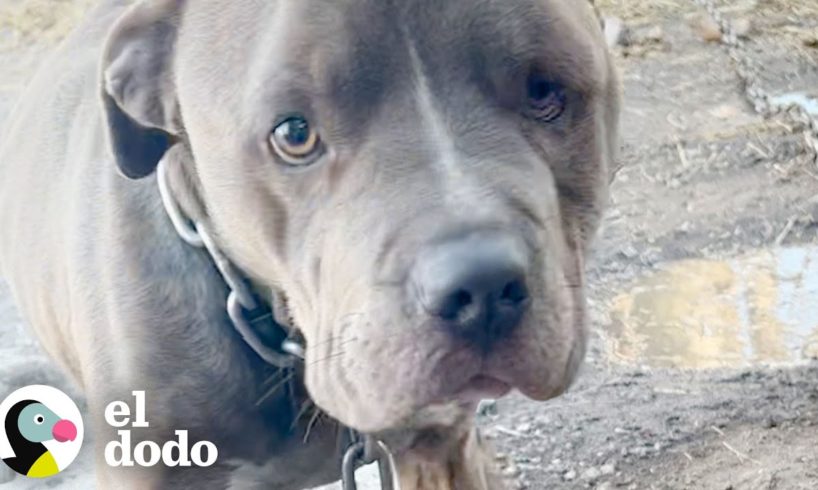 Perro tiene un almuerzo especial con sus rescatistas | Puro Pitbull | El Dodo