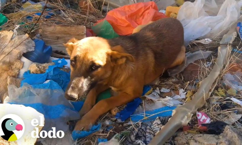 Perro tirado en la basura consigue un nuevo hogar | El Dodo