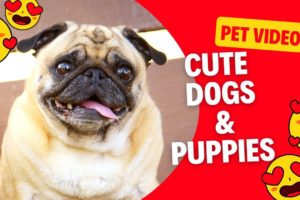 Puppy Love Alert: Cutest Dogs and Puppies😍🐶 Cute and Funny Dog Videos Compilation