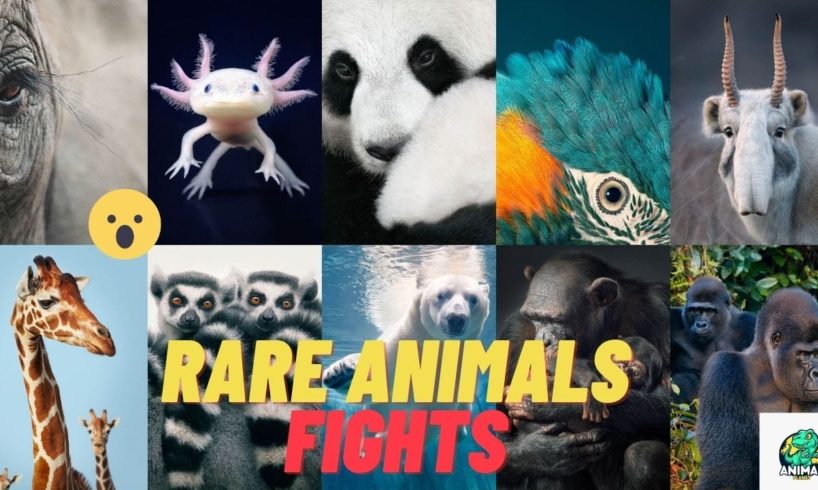 Rare animal fights caught on camera wild animal fights || @humansnotallowed