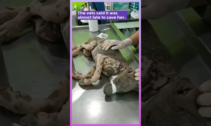 Rescue of street dog with advanced mange