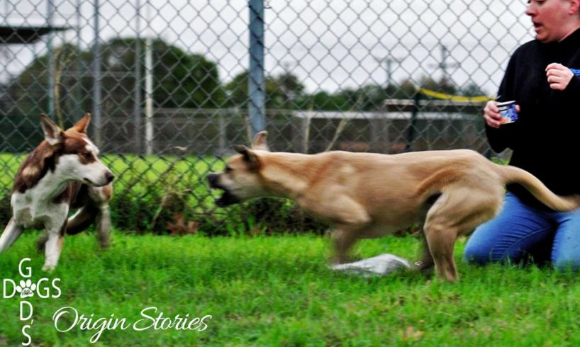 Stray Dogs Rescued In Cold Texas for Christmas - God's Dogs Rescue Origin Stories