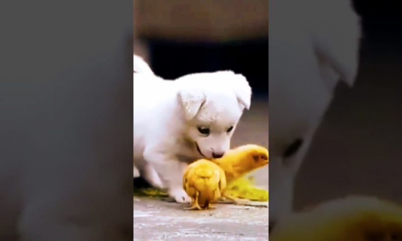 THE CUTEST PUPPY EVER😘🐶 | Aww Animals || #shorts #ytshorts #youtubeshorts #short #trending #pets