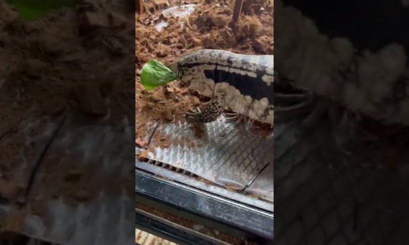 Tegu Vs Veggies 🦖🥬 | #tegu #lizard #reptiles #exoticpets #เตกู #pets #reptile #animals #animal