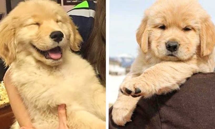 🐶That GOLDEN PUPPIES Will Make You Genuinely Happy While Watching 🐶| Cute Puppies