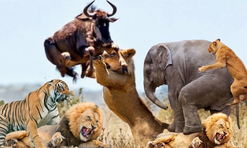 The Best Of Animal Attack //Most Amazing Moments Of Wild Animal Fights