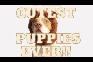 The CUTEST puppies dogs ADORABLE moments with PUPPIES TikTok videos #1