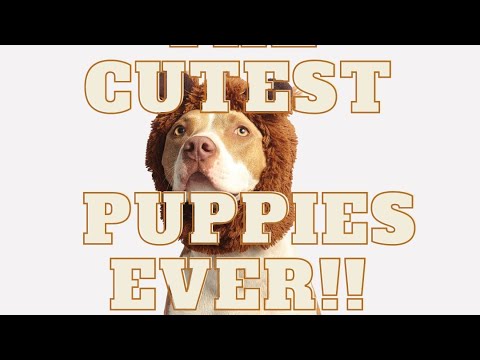 The CUTEST puppies dogs ADORABLE moments with PUPPIES TikTok videos #1