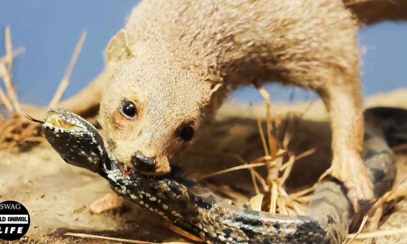 The Story Of Mongoose Brutal Predator | Animal Documentary | Wild Animals