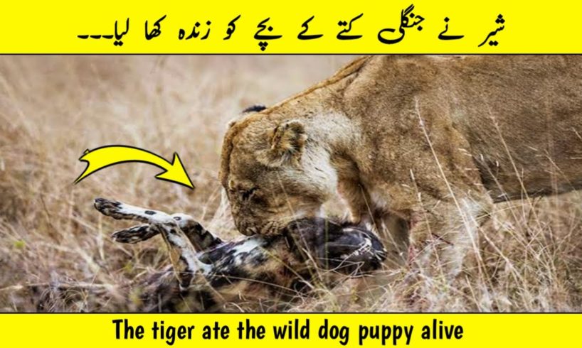 The tiger ate the wild dog puppy alive wild animal fight