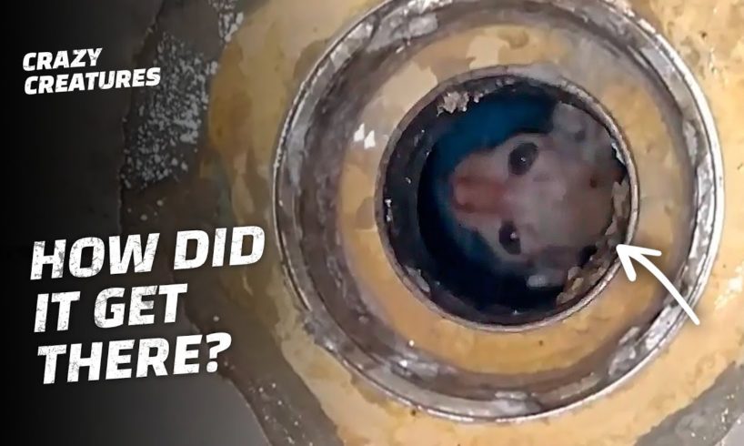 These Daring Animal Rescues Will Make Your Heart Race