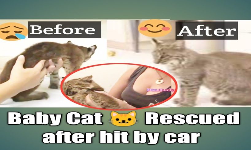 They Rescued a kitten 🐾 hit by car at night | 🐶 cats and dogs videos | Pets Family 2.0