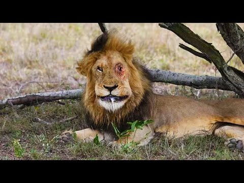 Top 10 Brutal Animals That Made a Lion's Face Like This - Last Moments of a Lion - Blondi Foks