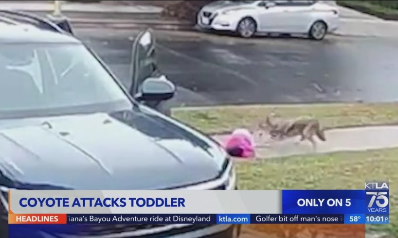 Video captures coyote attacking toddler in Woodland Hills - KTLA 5 News at 10pm