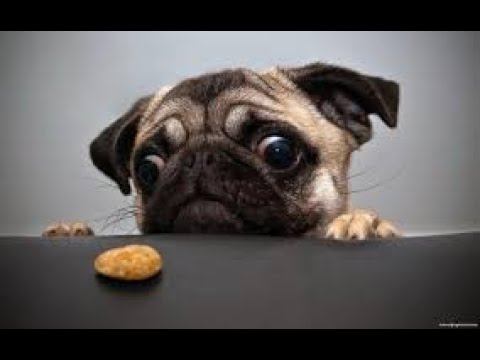 Wackiest Dogs & Cutest PUPPIES 🐶🐶 ( Best DOGS Compilation) 🐶