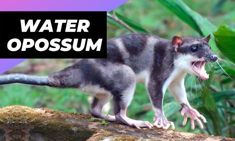 Water Opossum 🐀 One Of The Cutest And Exotic Animals In The World #shorts