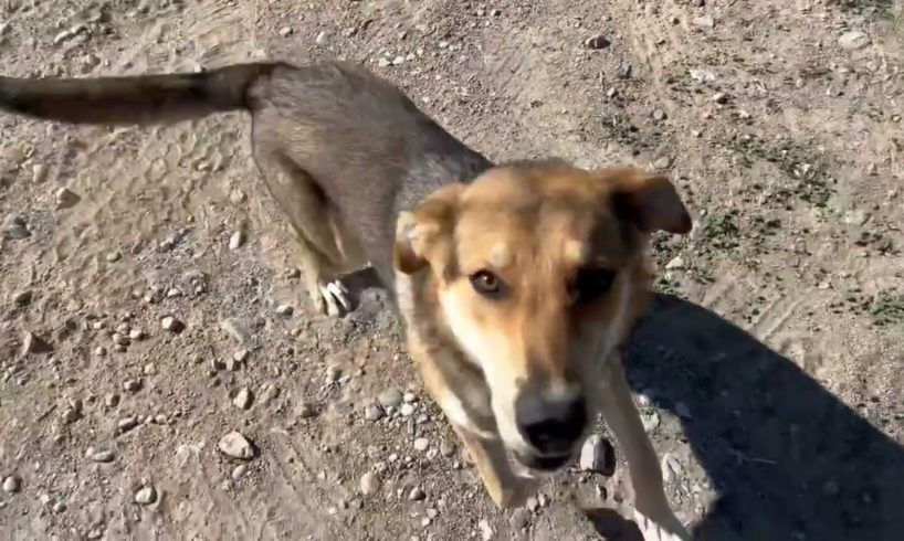 We found the abandoned boy ❤️When he saw us he was extremely happy  - Takis Shelter