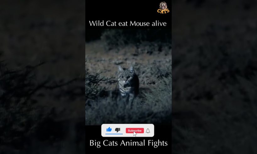 Wild Cat eat Mouse alive | Wild Animal Attacks #wildanimals # shorts