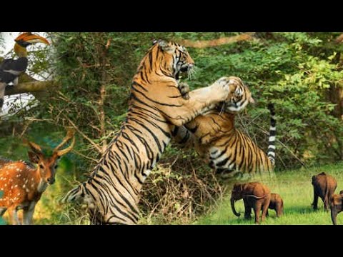 cute and funny animals playing video😇। @animal paradise