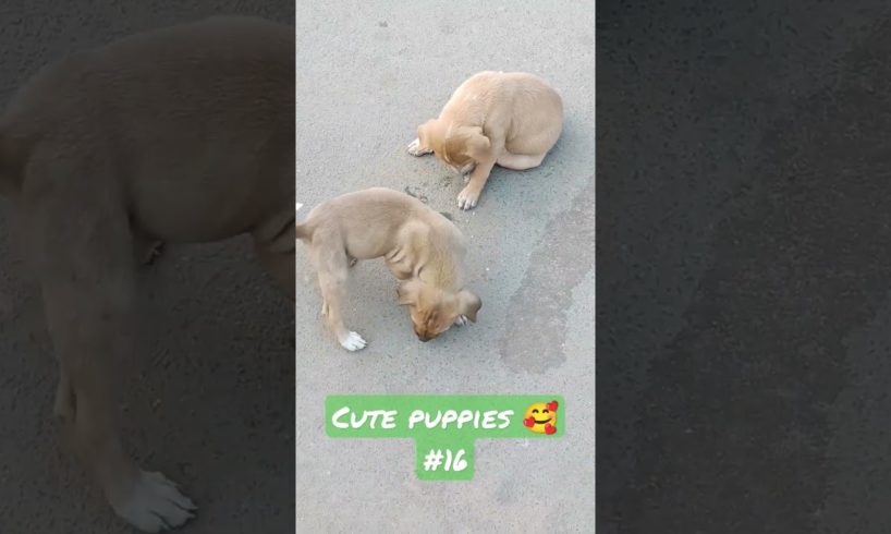 cute puppies 🥰 🤩 / cute puppies images / dog / dogs video/dog playing  / cute puppy// puppy dog 🐕