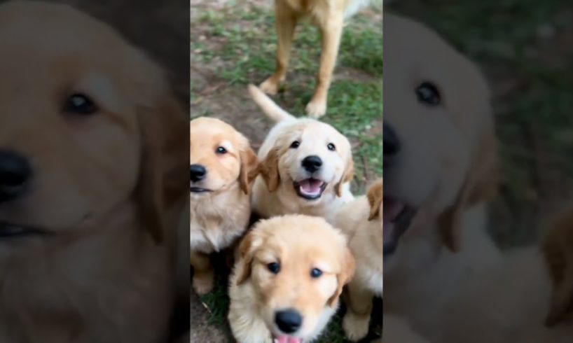 cute puppies❤😍|puppylove | #shorts #cutepuppy #dailyvideo #cute #cutenessoverload