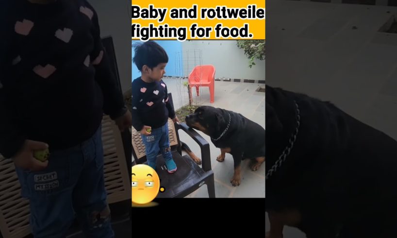 cutest baby and dog fight | rottweiler | #shorts #viral #dog