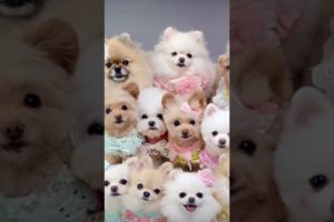 cutest puppies #cute #shorts #puppies#youtube #dog #funny #fun #hugbears