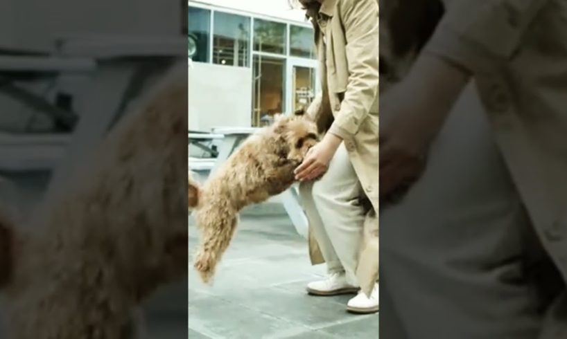 cutest puppies 🤗 playing with her owner 😂😂😍